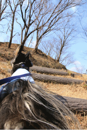 c0145250_08581149.gif