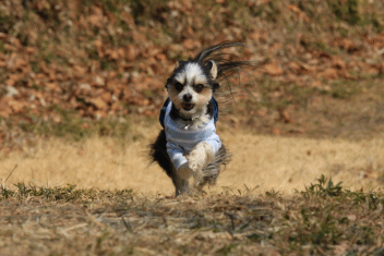 c0145250_08584661.gif