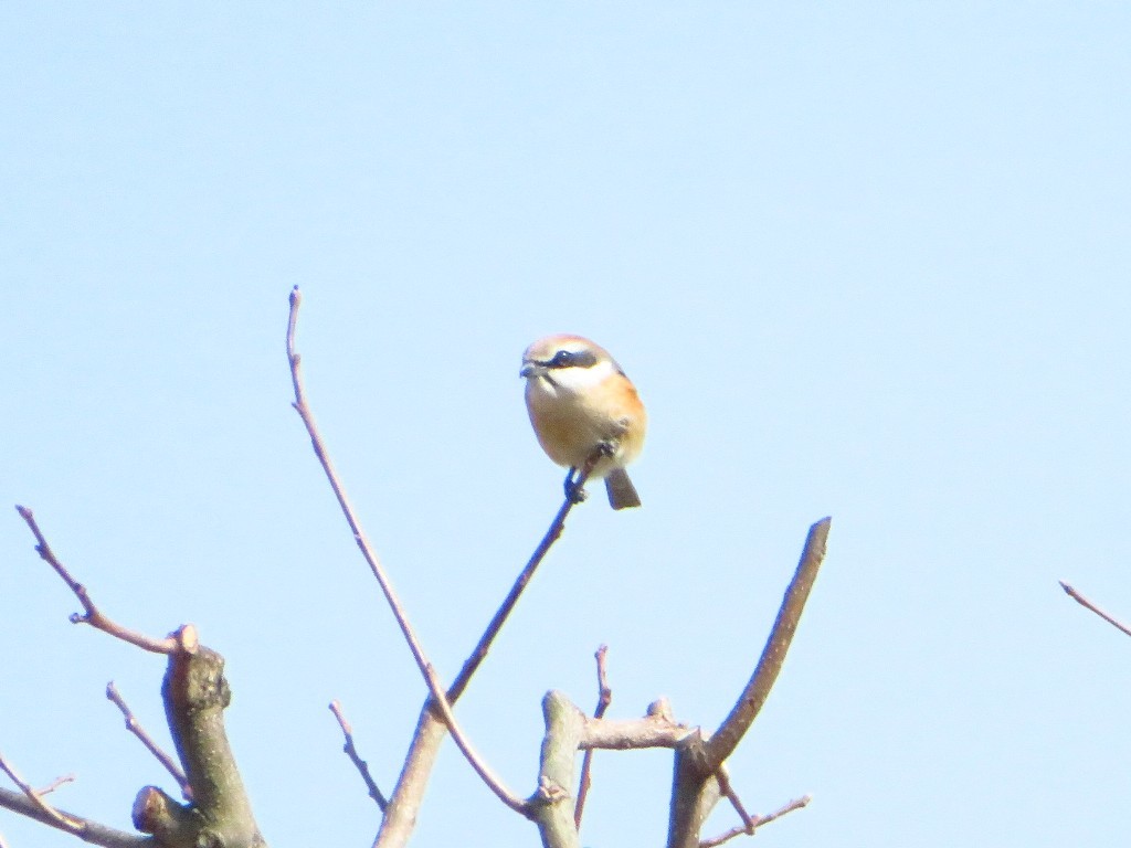 公園の河津桜が咲きました♪_a0018655_09241816.jpg