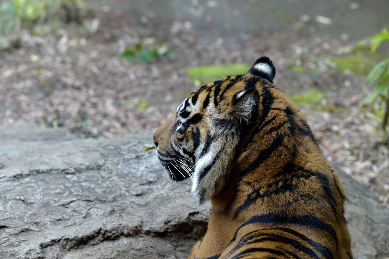 だれの虎耳状斑 動物園へ行こう だれの虎耳状斑 動物園へ行こう