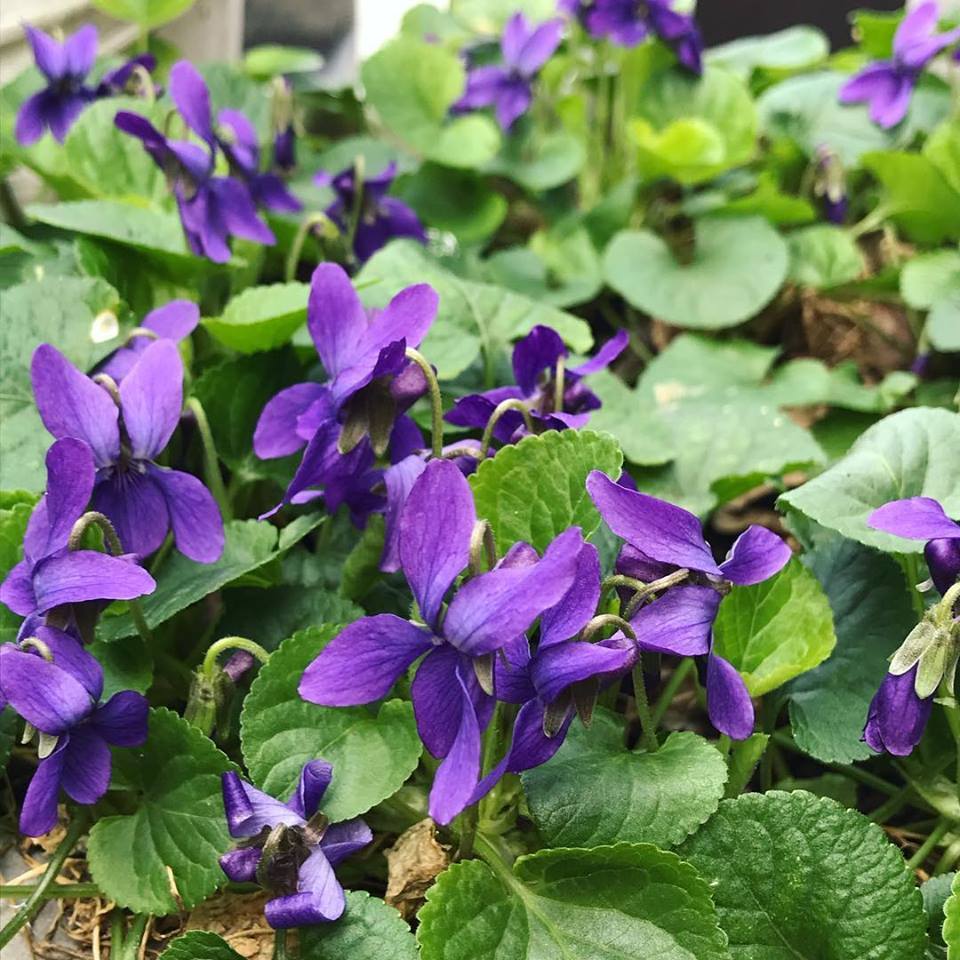 中野由紀子さんの花器にスミレを_b0353974_13522246.jpg