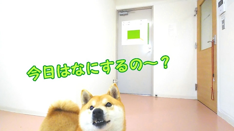 お天気は悪かったですが!_f0357682_17203135.jpg