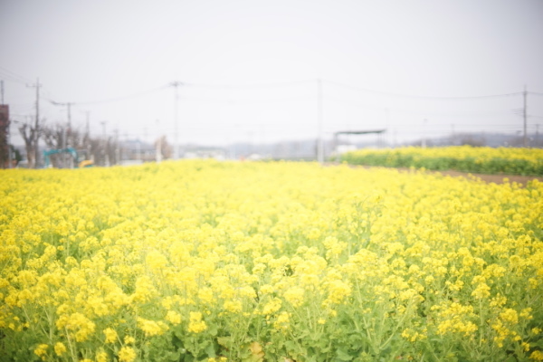 菜の花畑で☆_a0198883_23173430.jpg