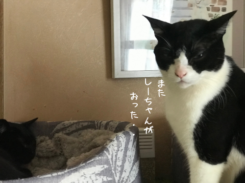 a0216583_23290969.png