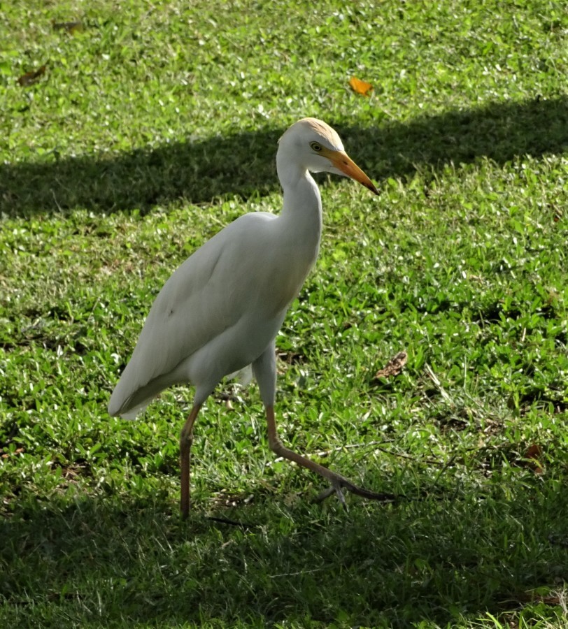 オアフ島で会った鳥たち_f0182885_08450062.jpg