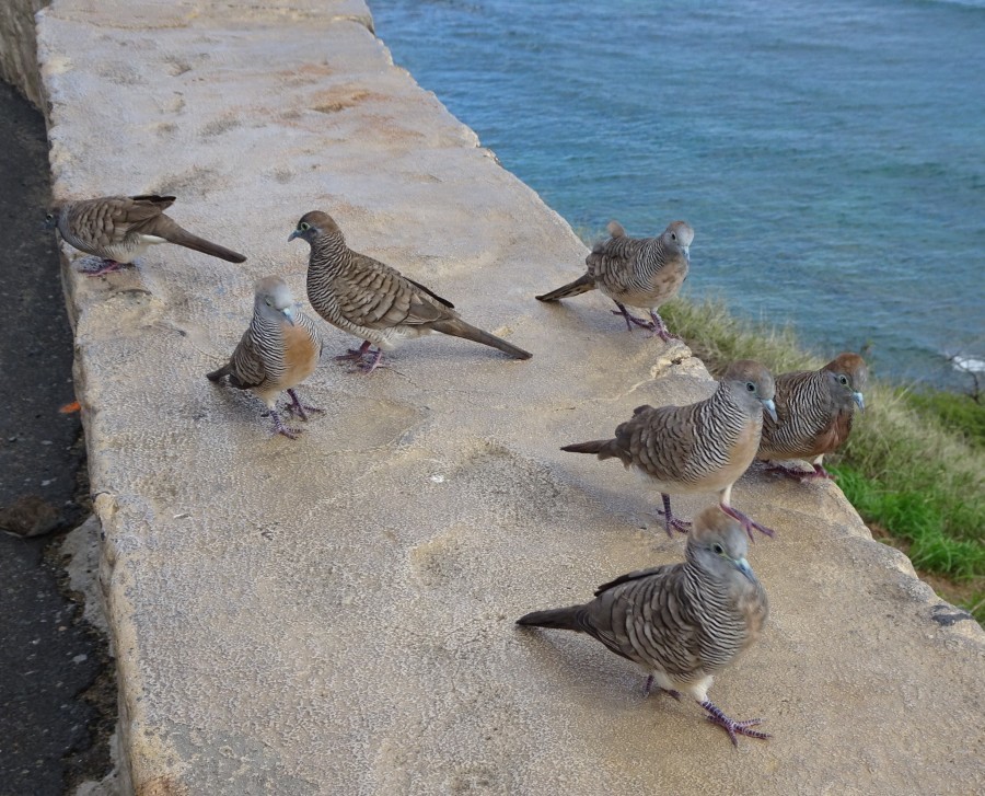 オアフ島で会った鳥たち_f0182885_08484660.jpg