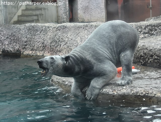 2019年2月 とくしま動物園 その1 ポロロの薬玉割り_a0052986_2345158.jpg
