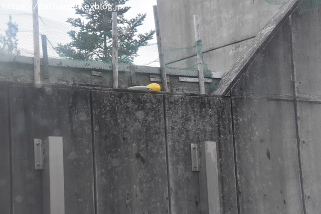2019年2月 とくしま動物園 その1 ポロロの薬玉割り_a0052986_23464286.jpg