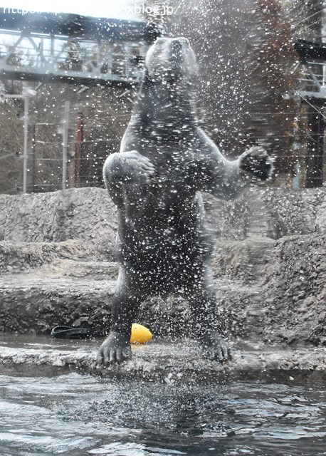 2019年2月 とくしま動物園 その1 ポロロの薬玉割り_a0052986_23483775.jpg
