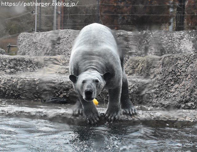 2019年2月 とくしま動物園 その1 ポロロの薬玉割り_a0052986_23491277.jpg