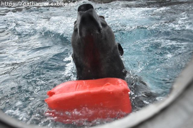 2019年2月 とくしま動物園 その1 ポロロの薬玉割り_a0052986_23492755.jpg