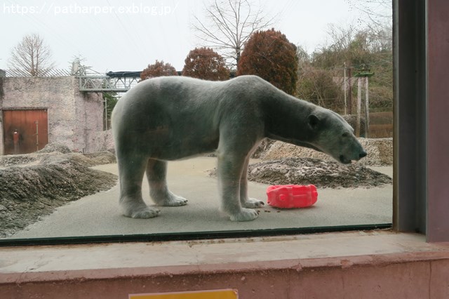 2019年2月 とくしま動物園 その1 ポロロの薬玉割り_a0052986_7295221.jpg