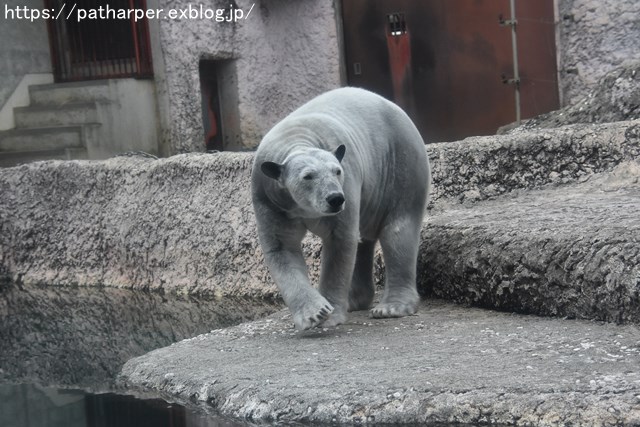 2019年2月 とくしま動物園 その1 ポロロの薬玉割り_a0052986_730359.jpg