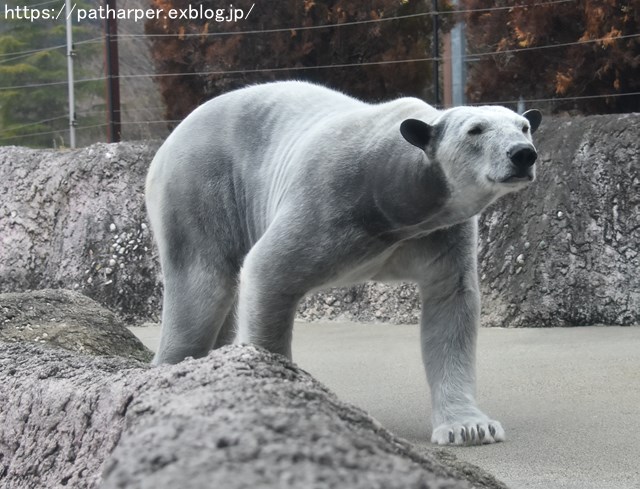 2019年2月 とくしま動物園 その1 ポロロの薬玉割り_a0052986_7304874.jpg