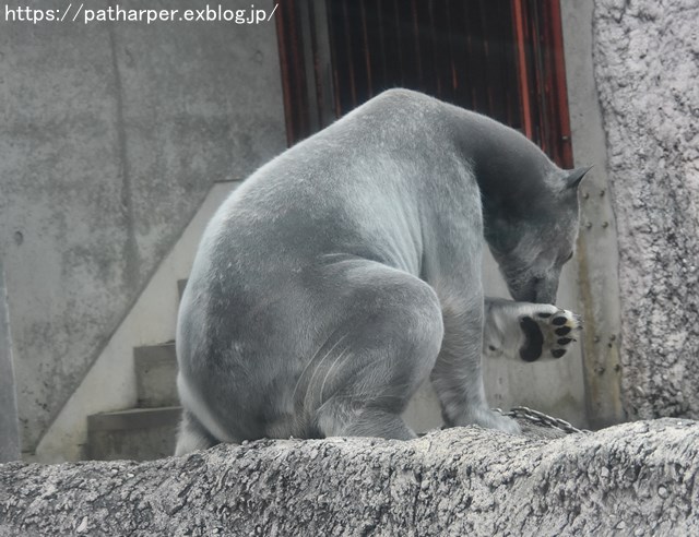 2019年2月 とくしま動物園 その1 ポロロの薬玉割り_a0052986_7312394.jpg