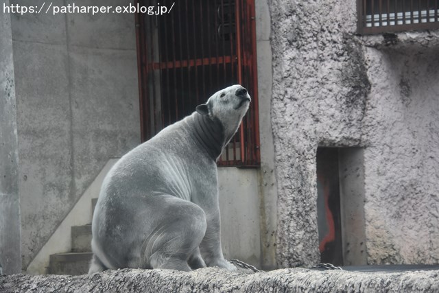 2019年2月 とくしま動物園 その1 ポロロの薬玉割り_a0052986_7313556.jpg