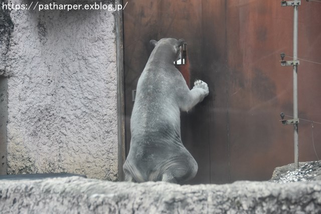 2019年2月 とくしま動物園 その1 ポロロの薬玉割り_a0052986_7314573.jpg