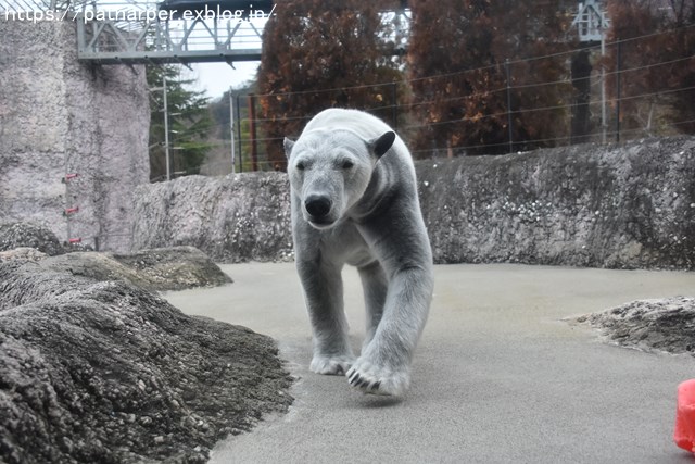 2019年2月 とくしま動物園 その1 ポロロの薬玉割り_a0052986_731671.jpg
