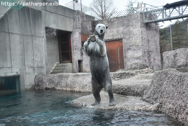 2019年2月 とくしま動物園 その1 ポロロの薬玉割り_a0052986_7343882.jpg