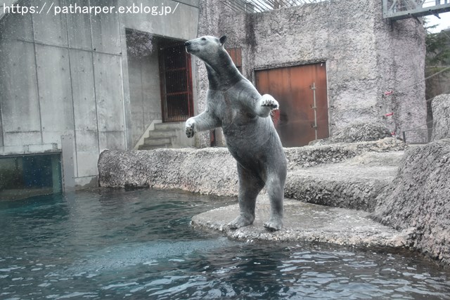 2019年2月 とくしま動物園 その1 ポロロの薬玉割り_a0052986_735680.jpg