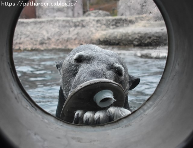 2019年2月 とくしま動物園 その1 ポロロの薬玉割り_a0052986_736503.jpg