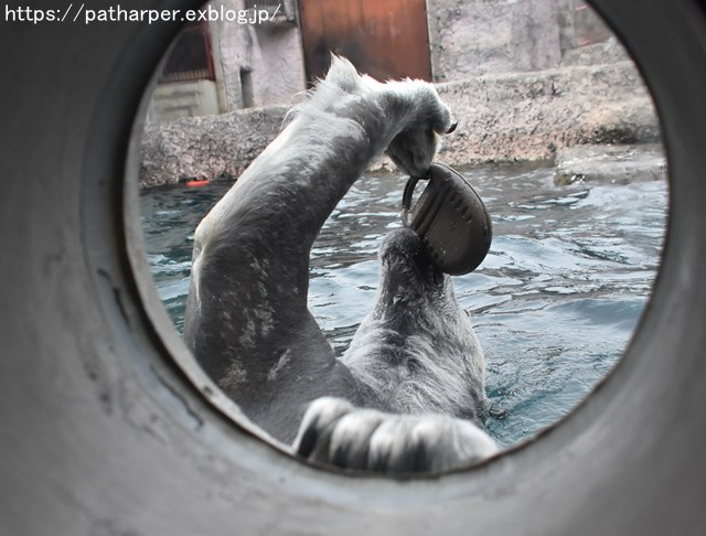 2019年2月 とくしま動物園 その1 ポロロの薬玉割り_a0052986_737145.jpg