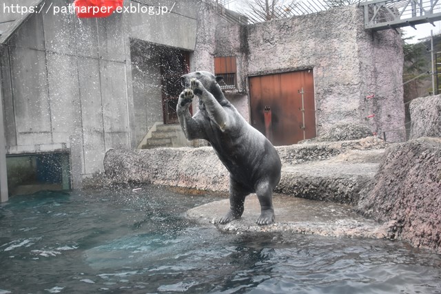 2019年2月 とくしま動物園 その1 ポロロの薬玉割り_a0052986_739546.jpg