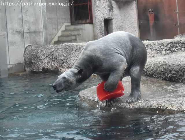 2019年2月 とくしま動物園 その1 ポロロの薬玉割り_a0052986_740265.jpg