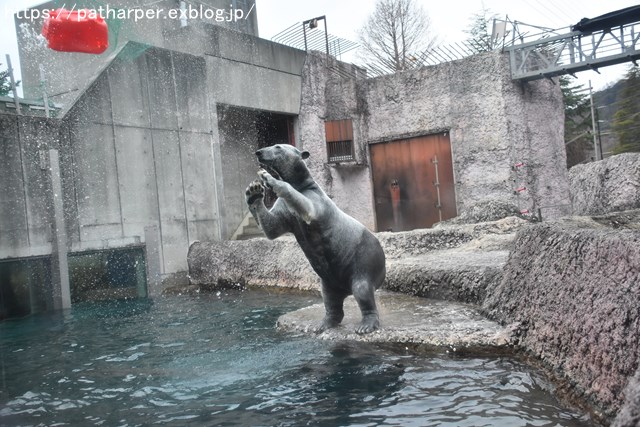 2019年2月 とくしま動物園 その1 ポロロの薬玉割り_a0052986_7404094.jpg