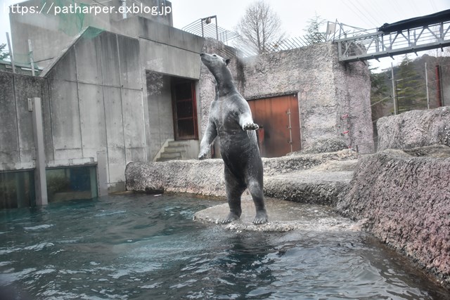 2019年2月 とくしま動物園 その1 ポロロの薬玉割り_a0052986_740991.jpg