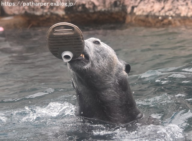 2019年2月 とくしま動物園 その1 ポロロの薬玉割り_a0052986_741051.jpg