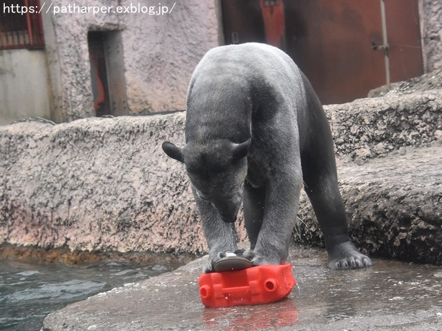 2019年2月 とくしま動物園 その1 ポロロの薬玉割り_a0052986_7411427.jpg