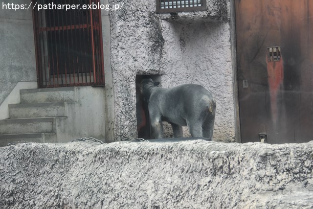 2019年2月 とくしま動物園 その1 ポロロの薬玉割り_a0052986_7413810.jpg