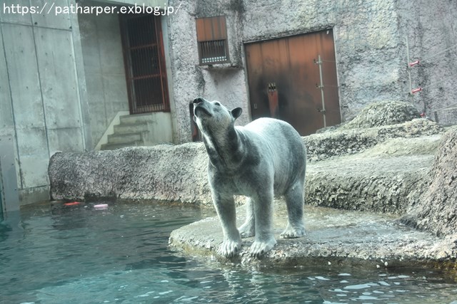 2019年2月 とくしま動物園 その1 ポロロの薬玉割り_a0052986_742225.jpg