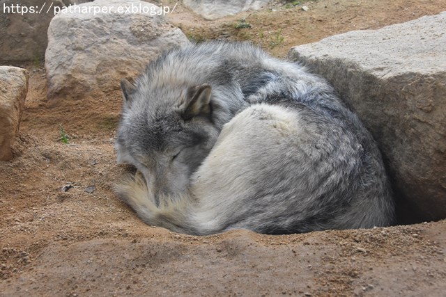 2019年2月 とくしま動物園 その1 ポロロの薬玉割り_a0052986_742445.jpg