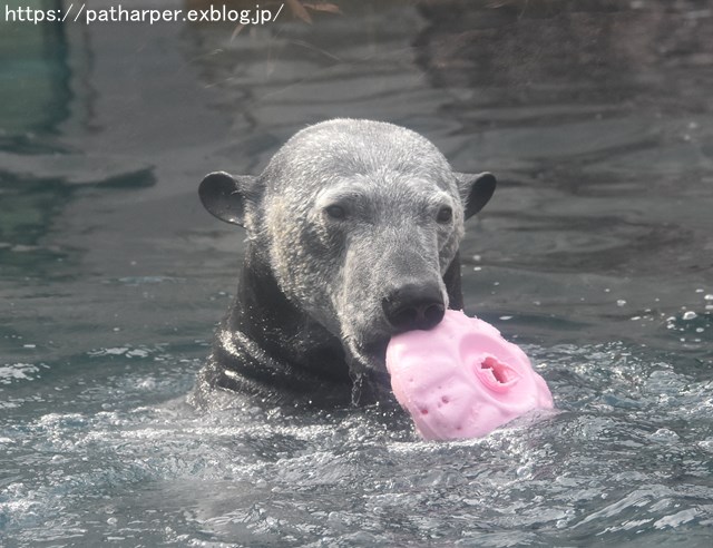 2019年2月 とくしま動物園 その1 ポロロの薬玉割り_a0052986_742627.jpg