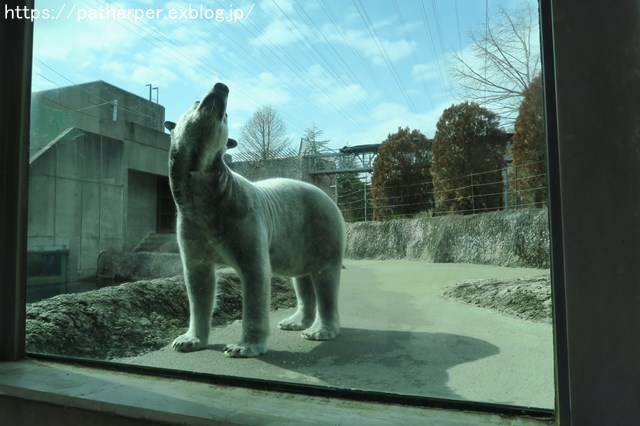 2019年2月 とくしま動物園 その1 ポロロの薬玉割り_a0052986_7441287.jpg
