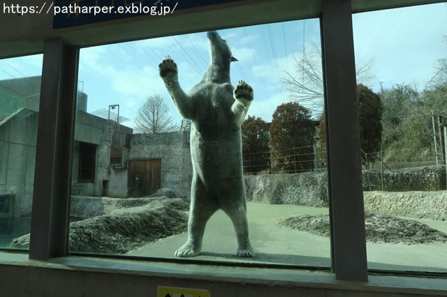 2019年2月 とくしま動物園 その1 ポロロの薬玉割り_a0052986_7443764.jpg