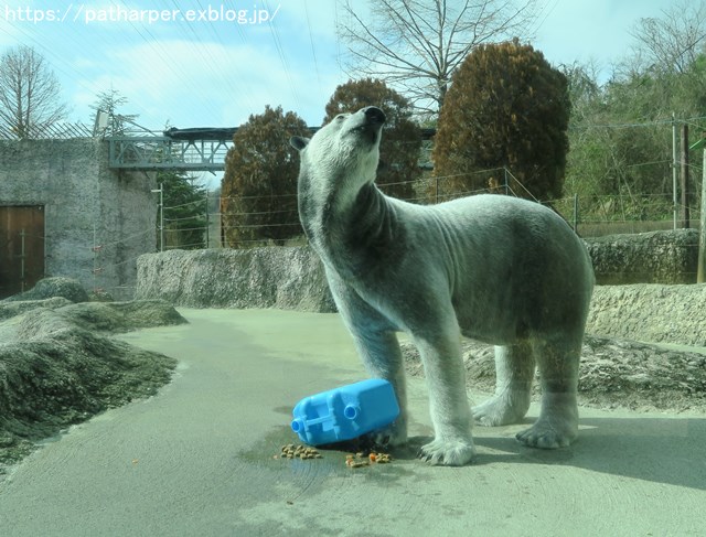 2019年2月 とくしま動物園 その1 ポロロの薬玉割り_a0052986_7451119.jpg