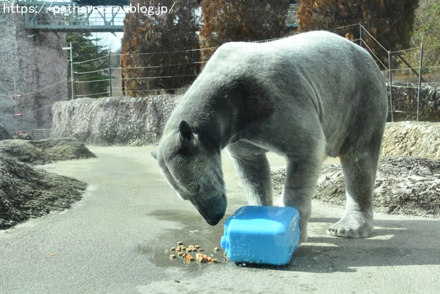 2019年2月 とくしま動物園 その1 ポロロの薬玉割り_a0052986_7454025.jpg