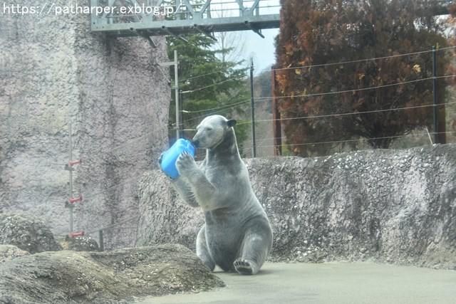 2019年2月 とくしま動物園 その1 ポロロの薬玉割り_a0052986_7472259.jpg