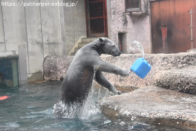 2019年2月 とくしま動物園 その1 ポロロの薬玉割り_a0052986_7474928.jpg