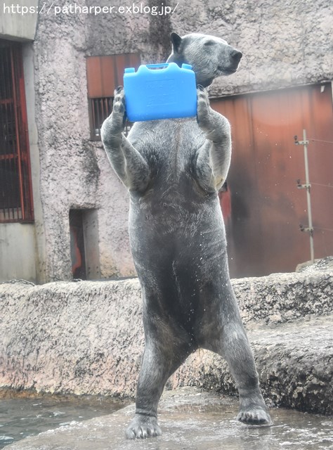 2019年2月 とくしま動物園 その1 ポロロの薬玉割り_a0052986_7482881.jpg