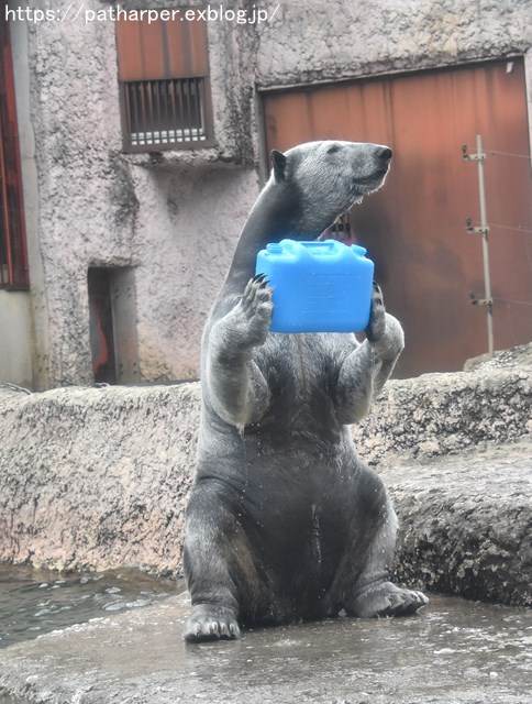 2019年2月 とくしま動物園 その1 ポロロの薬玉割り_a0052986_748365.jpg
