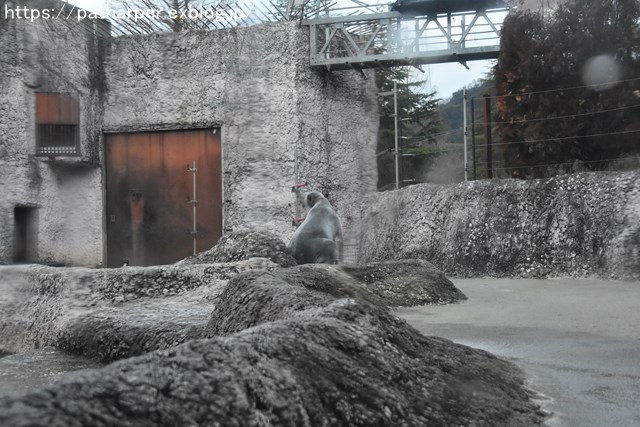 2019年2月 とくしま動物園 その1 ポロロの薬玉割り_a0052986_7501786.jpg