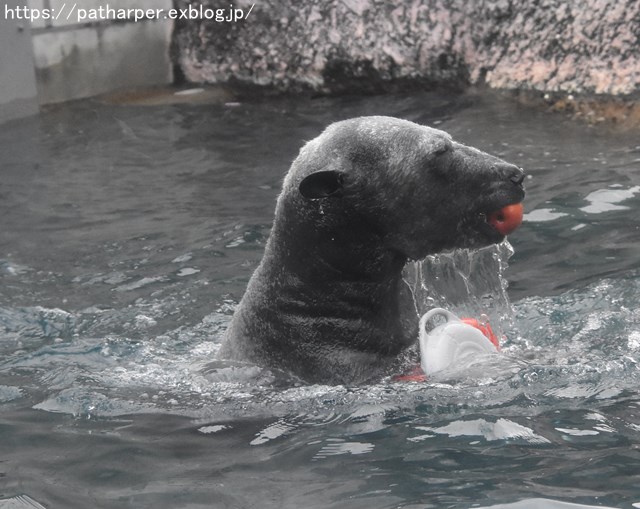 2019年2月 とくしま動物園 その1 ポロロの薬玉割り_a0052986_7523023.jpg