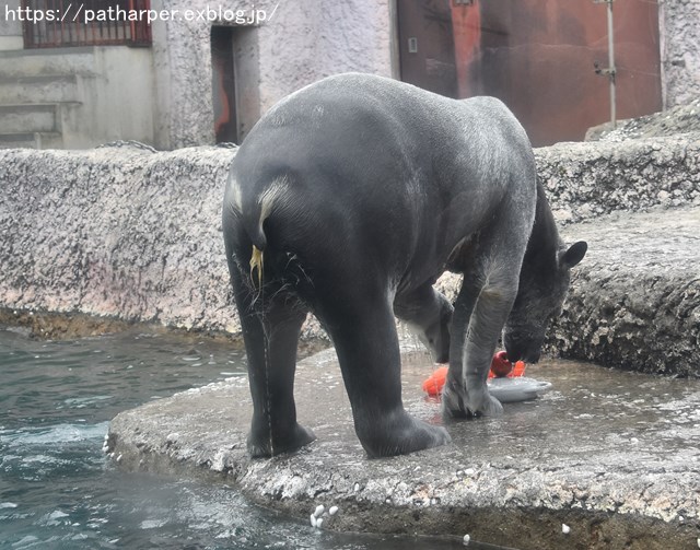 2019年2月 とくしま動物園 その1 ポロロの薬玉割り_a0052986_753887.jpg