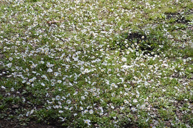 2016.04.29. 赤城自然園 ①_c0124100_18272397.jpg