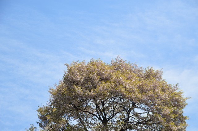 2016.04.29. 赤城自然園 ①_c0124100_18275072.jpg