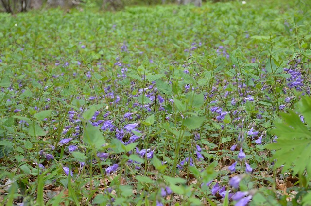 2016.04.29. 赤城自然園 ②_c0124100_18402203.jpg